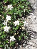 Potentille tridentée