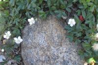 Potentille tridentée