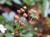Potentille tridentée