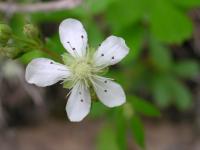 Potentille tridentée