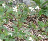 Potentille tridentée