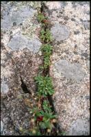 Potentille tridentée