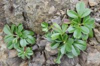 Potentille tridentée