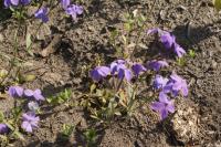 Phlox à stolons