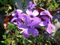 Phlox à stolons