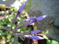 Phlox à stolons