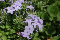 Phlox à stolons