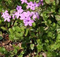 Phlox à stolons