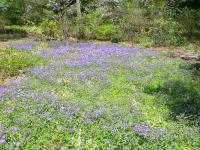 Phlox à stolons