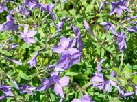 Phlox à stolons