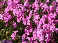 Phlox à stolons
