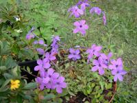 Phlox à stolons