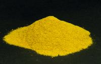 Curcuma longa