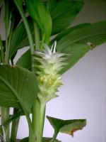 Curcuma longa