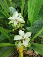 Curcuma longa