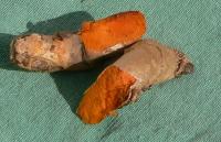 Curcuma longa