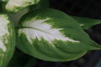 Dieffenbachia compacta