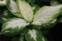 Dieffenbachia compacta