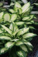 Dieffenbachia compacta