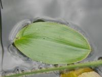 Potamot nageant