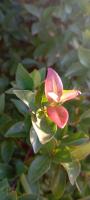 Myrte d'Australie