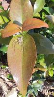 Myrte d'Australie