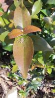 Myrte d'Australie