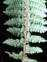 Polystic de Braun