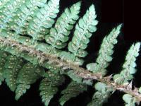Polystic de Braun