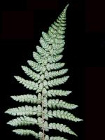 Polystic de Braun