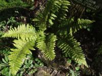Polystic de Braun