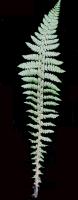 Polystic de Braun