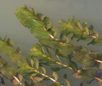 Potamot perfolié