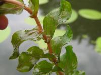 Potamot perfolié