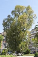 Gommier robuste