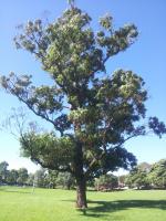 Gommier robuste