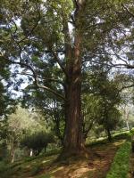 Gommier robuste