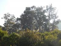 Gommier robuste