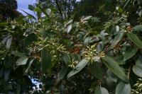 Gommier robuste