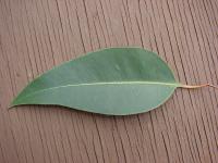Gommier robuste