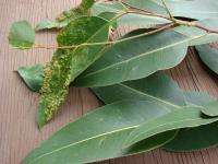 Gommier robuste