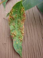 Gommier robuste