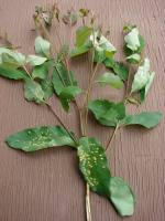 Gommier robuste