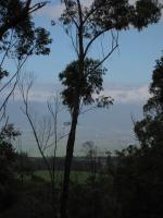 Gommier robuste