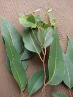 Gommier robuste
