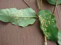 Gommier robuste