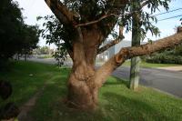 Gommier robuste