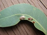 Gommier robuste