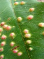 Gommier robuste