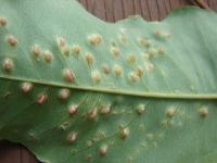 Gommier robuste